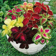 Rainbow Mix Coleus Seeds, Herbal