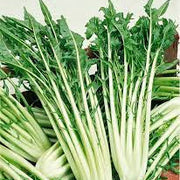 Catalogna Endive Seeds