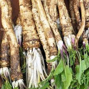 Horseradish Seeds, Heirloom