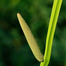 Sweet Flag Seeds - Herbal Seeds