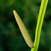Sweet Flag Seeds - Herbal Seeds