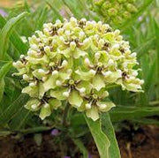 Asclepias Asperula Seeds, Herbal