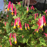 Cigar Plant Cuphea Seeds