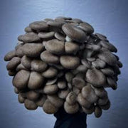 Black Mushroom Spawn Seeds