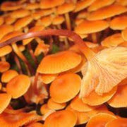 Orange Mushroom Seeds