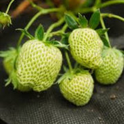 Light Green Strawberry Seeds