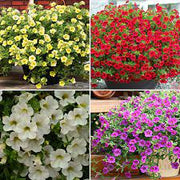 Mixed Million Bells Calibrachoa Seeds