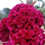Vibrant Blooms Cristata Seeds