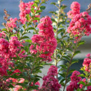Dark Pink Crepe Myrtle Lagerstroemia indica Seeds