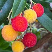 Arbutus unedo Mixed Strawberry Seeds