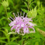 Lemon Bergamot Monarda citriodora Seeds, Herbal