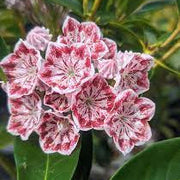 Kalmia Latifolia Mountain Laurel Seeds