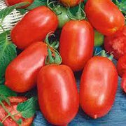 Roma Tomato Seeds