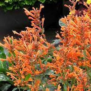 Orange Hyssop Agastache Seeds