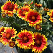 Goblin Gaillardia Seeds