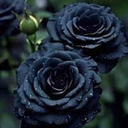 Black Rose Rosa spp. Seeds