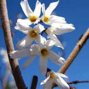 White Forsythia Seeds