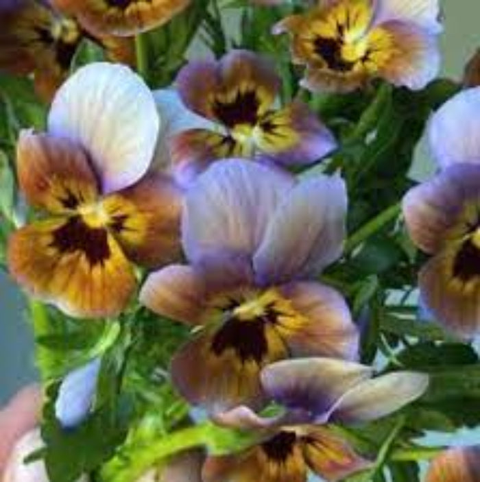 Brown Violet Pansy Seeds