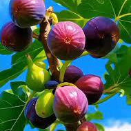 Purple Fig Seeds