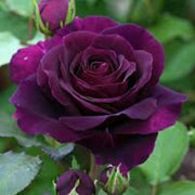 Deep Purple Rosa spp. Seeds