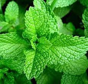 Culinary Mint Seeds