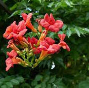 Dark Red Trumpet Vine Seeds