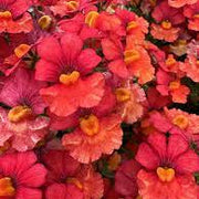Red Forsythia Seeds