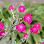 Magenta Silver Catchfly Rose Campion Seeds