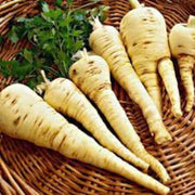 Hamburg Rooted Parsley Seeds