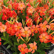 Orange Mandevilla Seeds