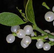 White Mistletoe Seeds, Herbal