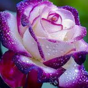 Purple & Pink Rosa spp. Seeds