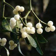 White Mistletoe Seeds, Herbal