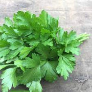 Giant of Italy Parsley Seeds, Herbal
