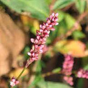 Pink Smartweed Seeds, Herbal