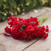 Red Phlox Seeds