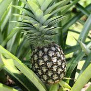 Ananas comosus Pineapple Seeds