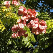 Cassia Koelreuteria Paniculata Seeds