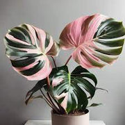 Green and Pink Monstera Seeds, Herbal