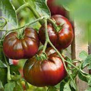 Maroon Red Tomato Seeds