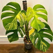 Variegated Aurea Monstera Seeds, Herbal