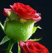 Green & Pink Rosa spp. Seeds