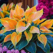 Hosta Seeds, Orange and Pink