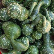 Bottle Gourd Seeds