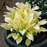 White Feather Hosta Seeds