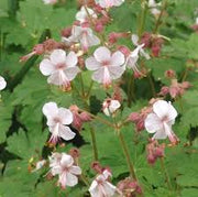 Macrorrhizum Geranium Seeds