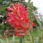Red Grevillea Seeds