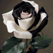 Black & White Rosa spp. Seeds