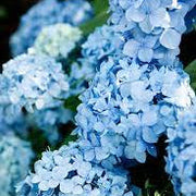 Sky Blue Green Geranium Seeds