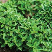 Greek Basil Seeds, Herbal
